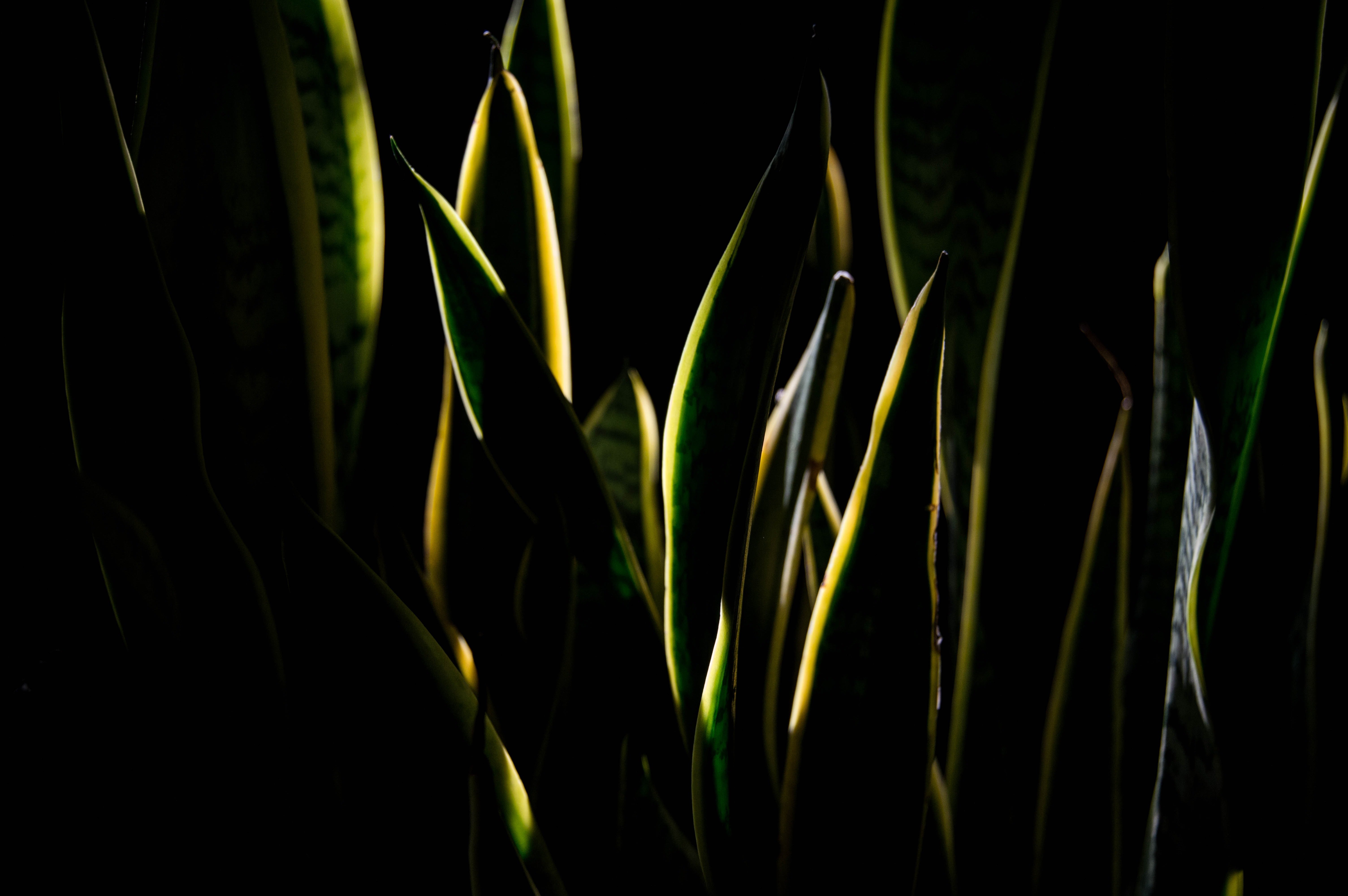 list-of-plants-that-bring-bad-luck-to-peoples-homes