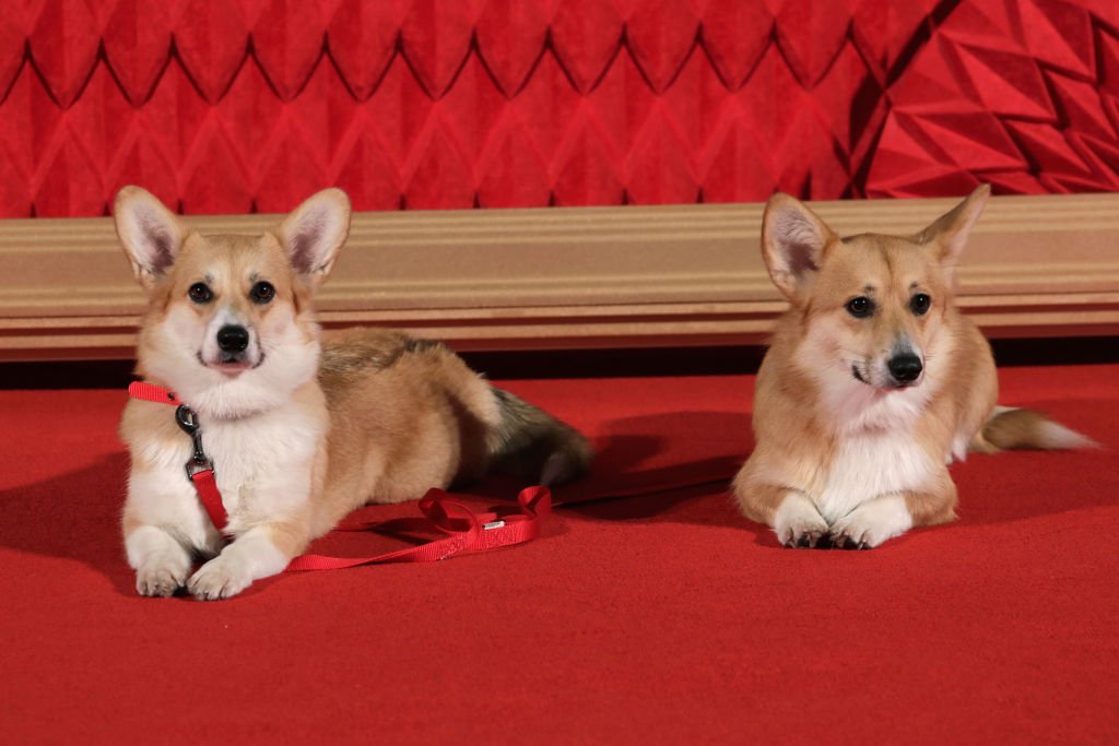 Image Credits: Getty Images / John Phillips | Royal Corgis at the World Premiere of season 2 of Netflix "The Crown" at Odeon Leicester Square on November 21, 2017 in London, England.