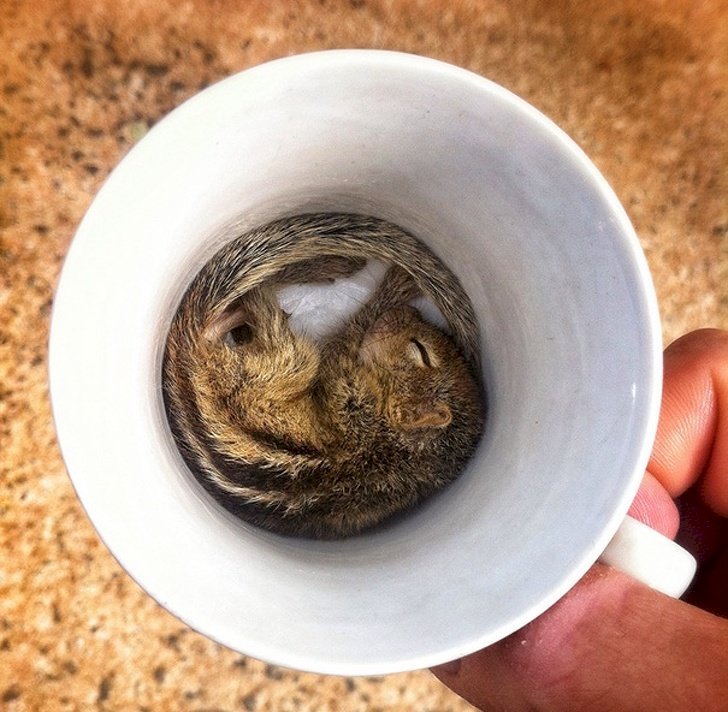 Créditos de imagen: Imgur/hannibalthecook Créditos de imagen: Imgur/hannibalthecook