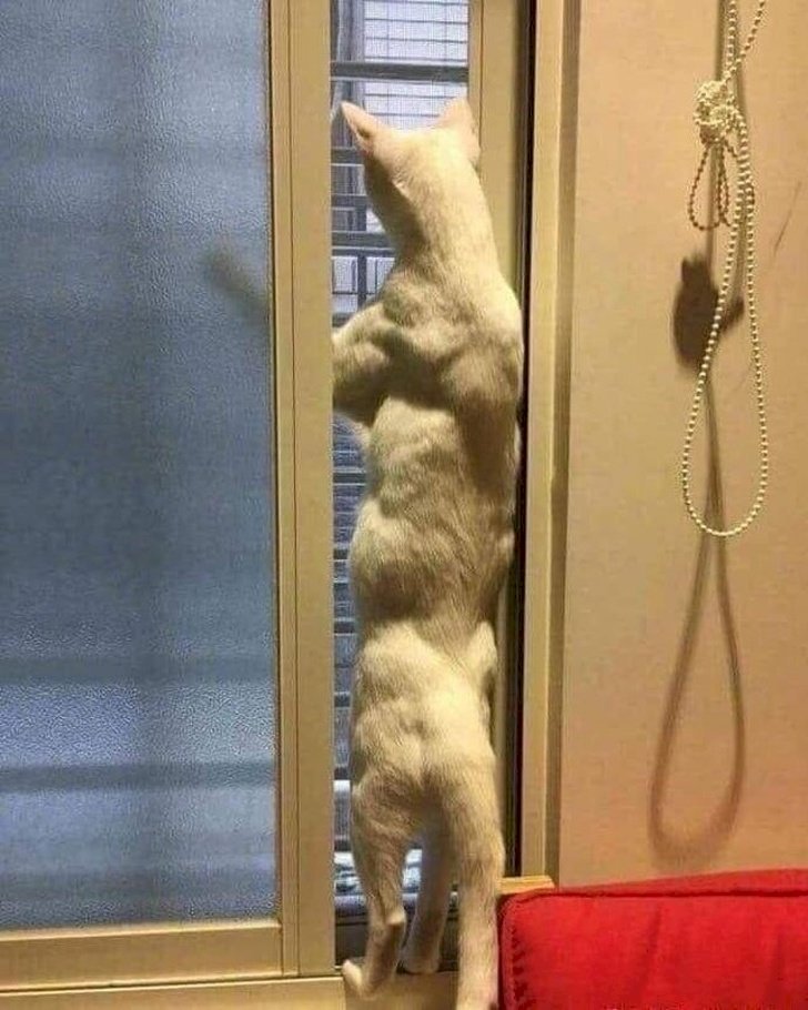 Créditos de imagen: Reddit/ItisiQuavo Créditos de imagen: Reddit/ItisiQuavo