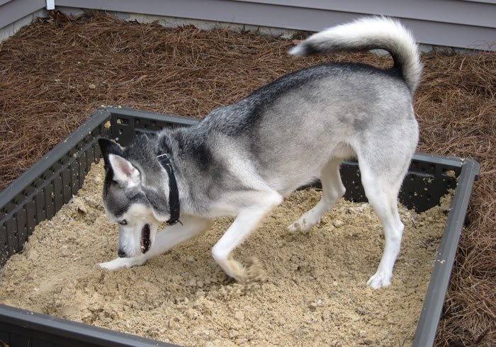 Image Credit: Itsahuskything Image Credit: Itsahuskything
