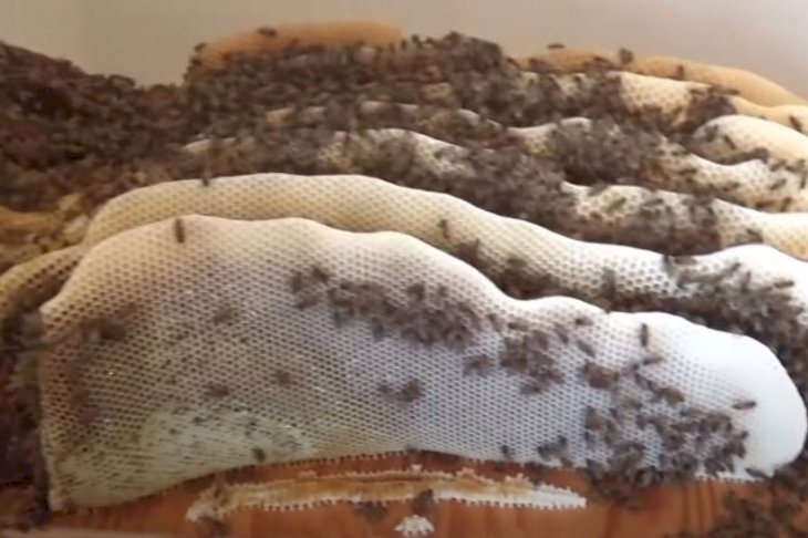 Image Credit: YouTube/Jeff_Horchoff_Bees