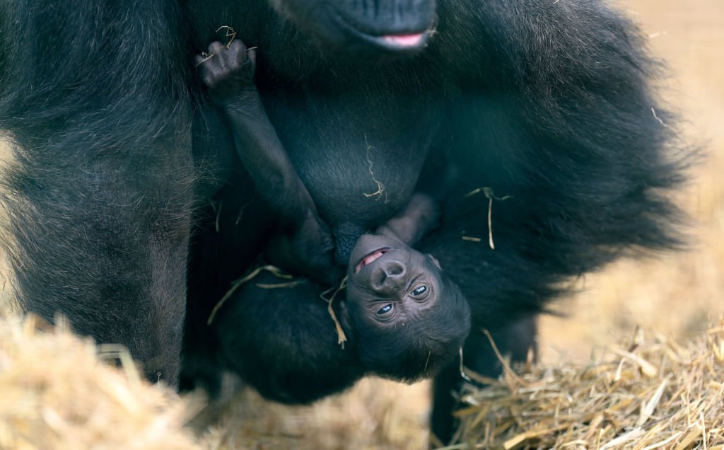 Image Credit: Getty Images/PA Images/Gareth Fuller Image Credit: Getty Images/PA Images/Gareth Fuller