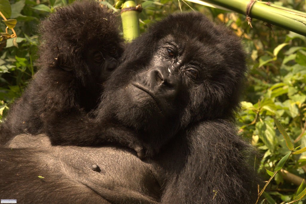 Image Credit: Getty Images/Avalon/For Illustrative Purposes Image Credit: Getty Images/Avalon/For Illustrative Purposes