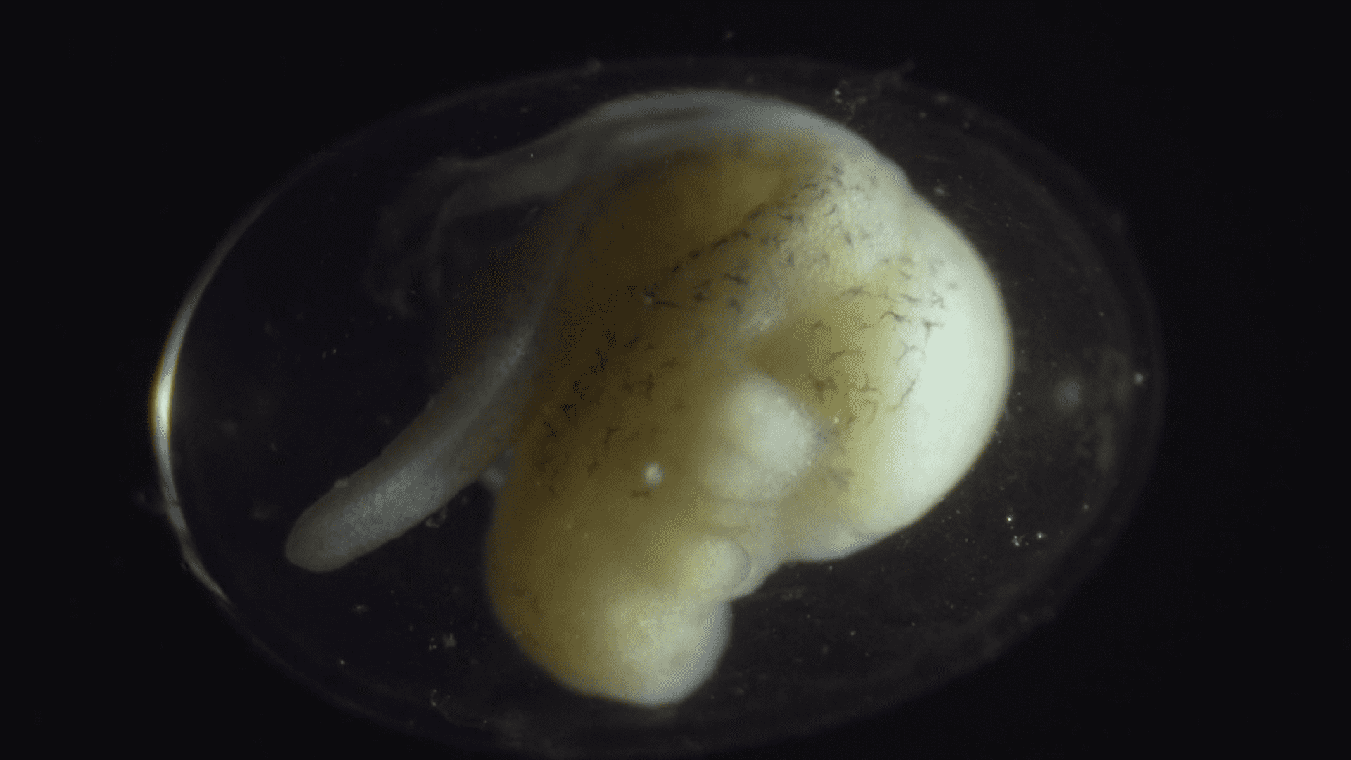 Image Credit: Vimeo/Jan van IJken Image Credit: Vimeo/Jan van IJken
