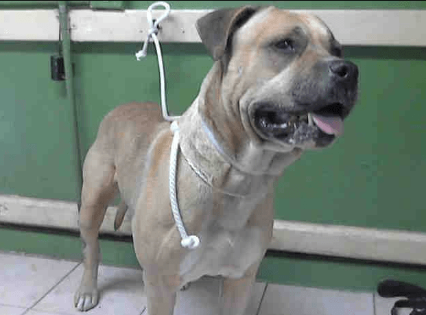 Créditos de imagen: Facebook/ Saving Carson Shelter Dogs Créditos de imagen: Facebook/ Saving Carson Shelter Dogs