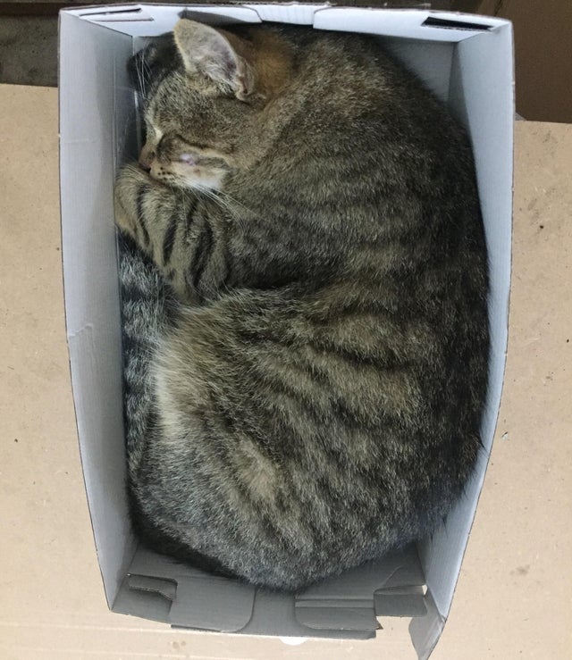 15 Funny Photos Of Cats Being Naughty