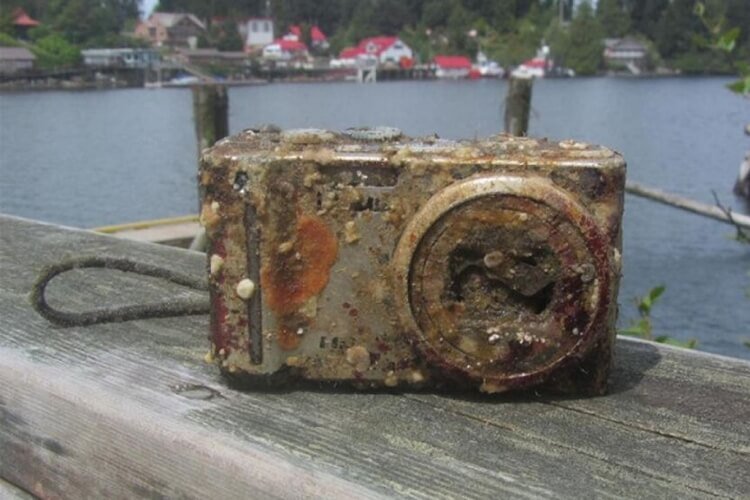 Image Credits: Simon Fraser University/Marine Ecology Department/Bamfield Marine Sciences Centre/Isabelle M. Côté