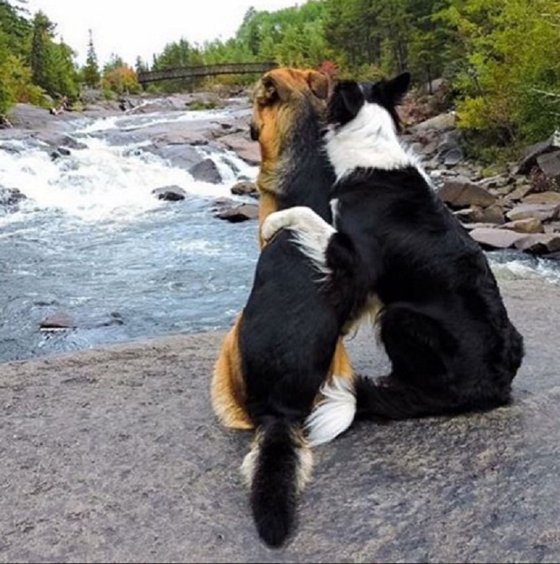 Image Credit: Instagram/lottiethecollie