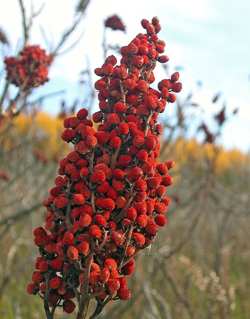 Image Credits: Wikipedia/Sumac Image Credits: Wikipedia/Sumac
