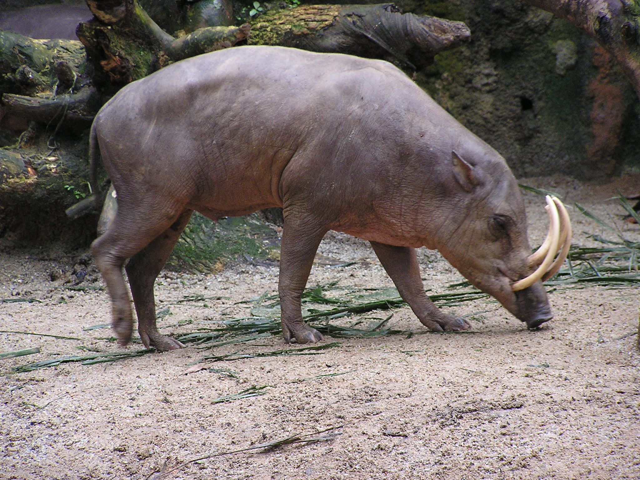 Image Source: Wikimedia Commons/Masteraah (CC BY-SA 2.0 de)