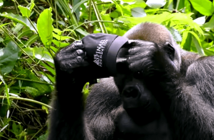 Image Credit: YouTube/Aspinall Foundation Image Credit: YouTube/Aspinall Foundation