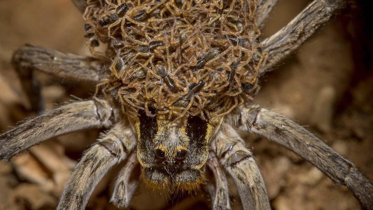 Wolf spider with babies. Image Source: YouTube/Caters Clips Wolf spider with babies. Image Source: YouTube/Caters Clips