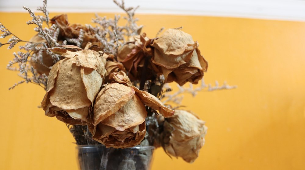Dead yellow roses | Shutterstock Dead yellow roses | Shutterstock