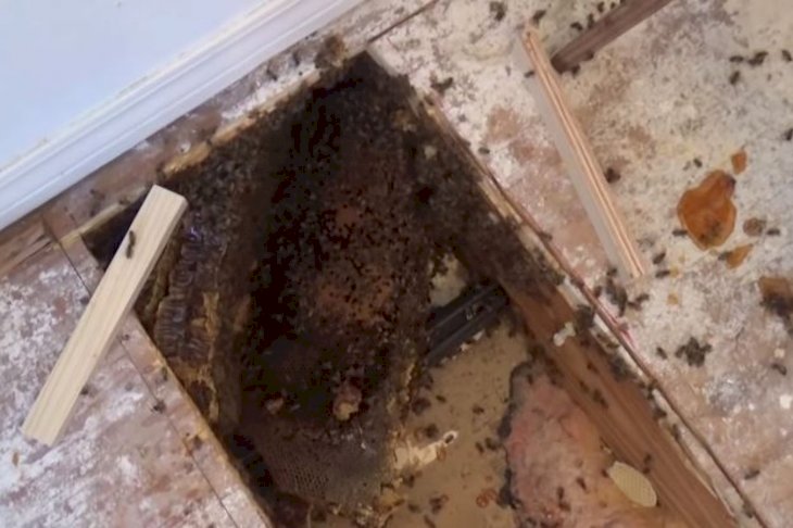 Image Credit: YouTube/Jeff_Horchoff_Bees