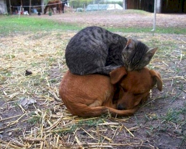 Créditos de imagen: Reddit/killerbunnyfamily Créditos de imagen: Reddit/killerbunnyfamily