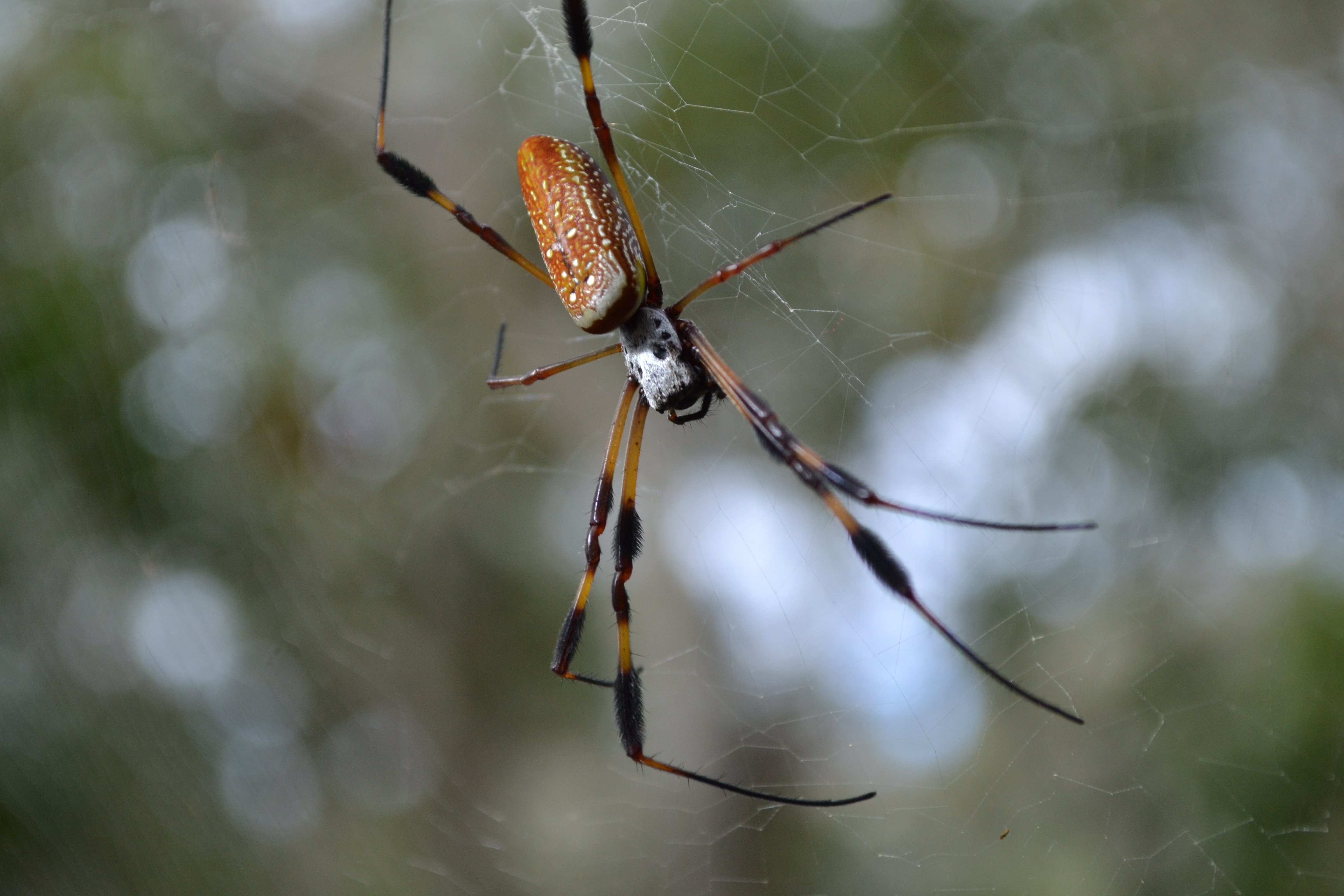Banana spider on a web | Shutterstock