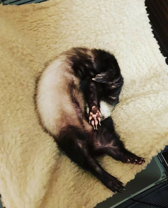 Image credits: Instagram/ferret_leia Image credits: Instagram/ferret_leia