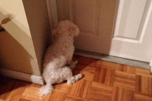 Hund sitzt vor einer geschlossenen Tür | Quelle: Reddit
