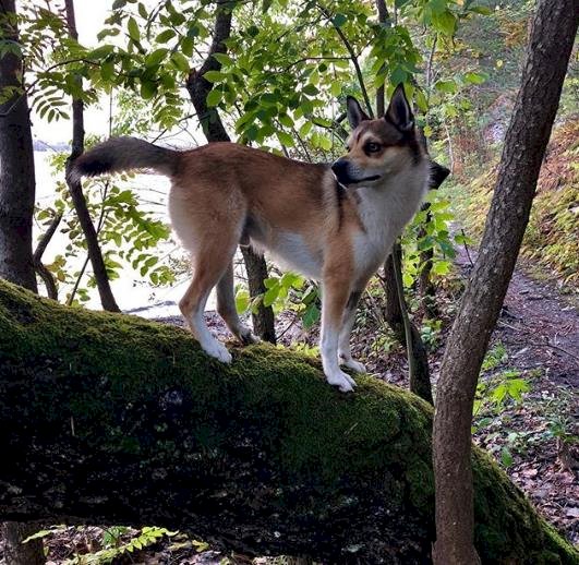 Créditos de imagen: Instagram/noah.norwegianpuffindog Créditos de imagen: Instagram/noah.norwegianpuffindog