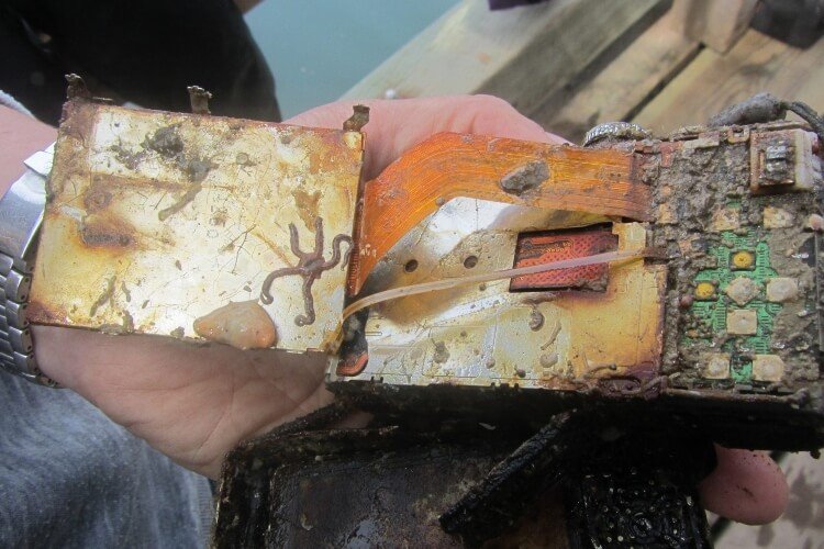 Image Credits: Simon Fraser University/Marine Ecology Department/Bamfield Marine Sciences Centre/Isabelle M. Côté
