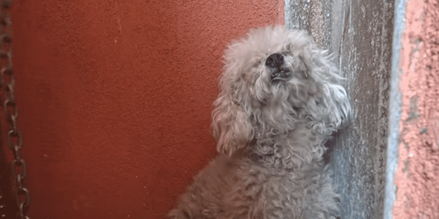 Image Credit: YouTube/Hope For Paws Image Credit: YouTube/Hope For Paws