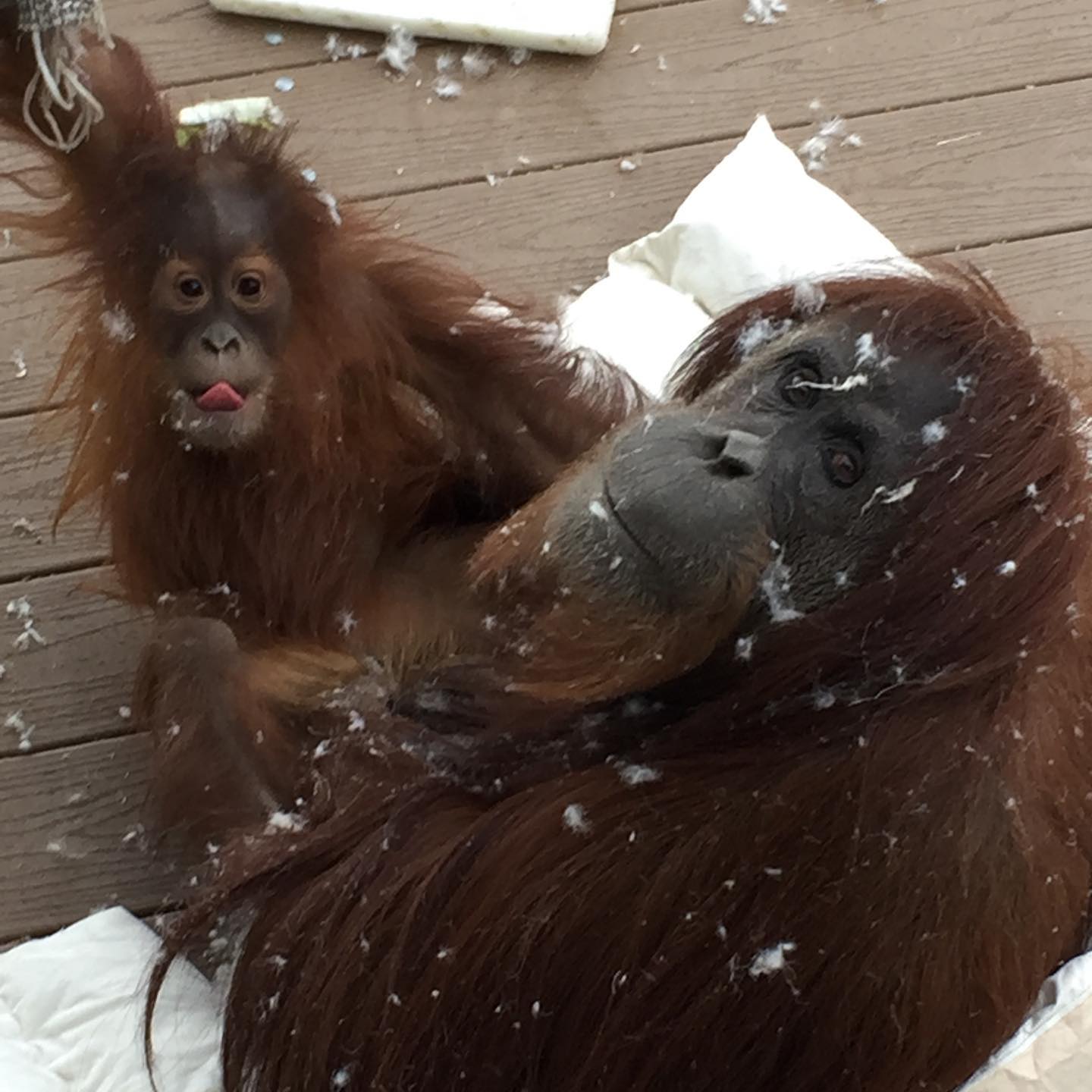 Image Credits: Facebook/Cheyenne Mountain Zoo Image Credits: Facebook/Cheyenne Mountain Zoo
