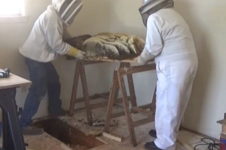 Image Credit: YouTube/Jeff_Horchoff_Bees