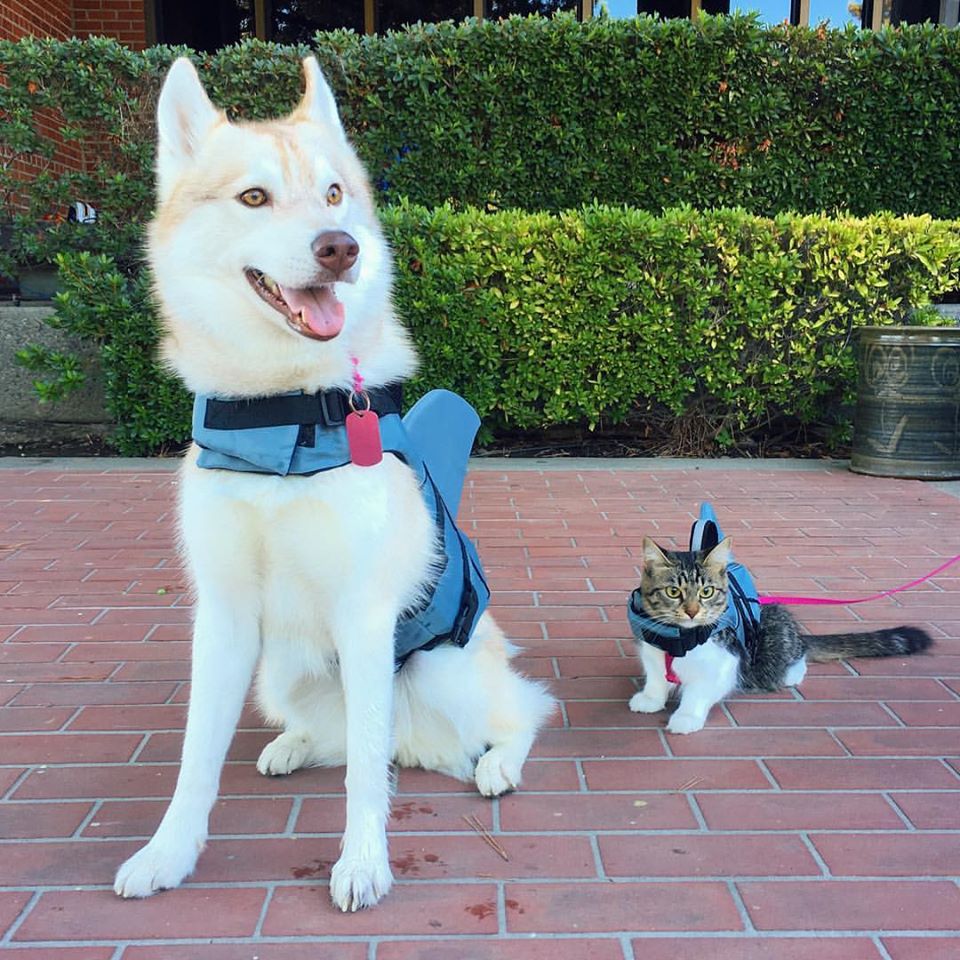 Image Credit: Facebook/Lilo The Husky Image Credit: Facebook/Lilo The Husky