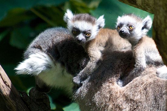 Image Credits: Facebook/Houston Zoo Image Credits: Facebook/Houston Zoo