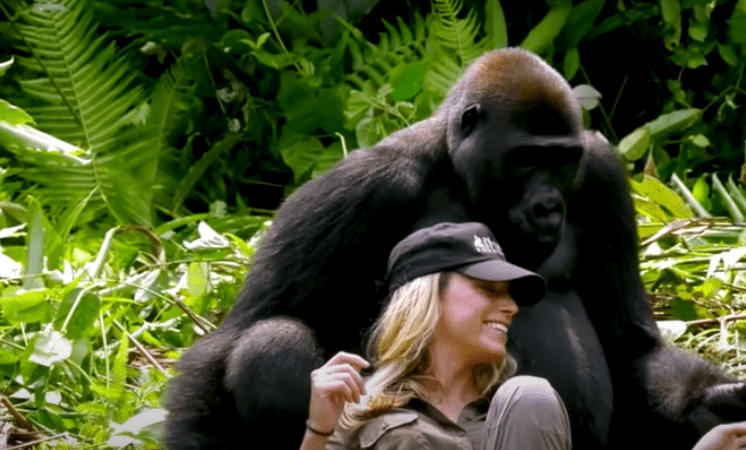Image Credit: YouTube/Aspinall Foundation Image Credit: YouTube/Aspinall Foundation