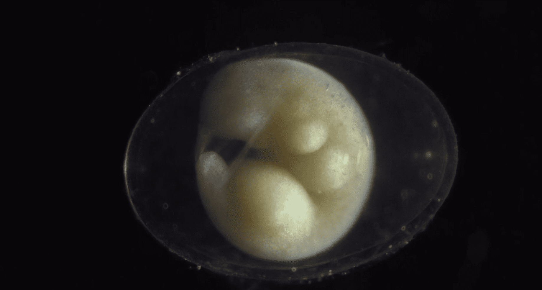 Image Credit: Vimeo/Jan van IJken Image Credit: Vimeo/Jan van IJken