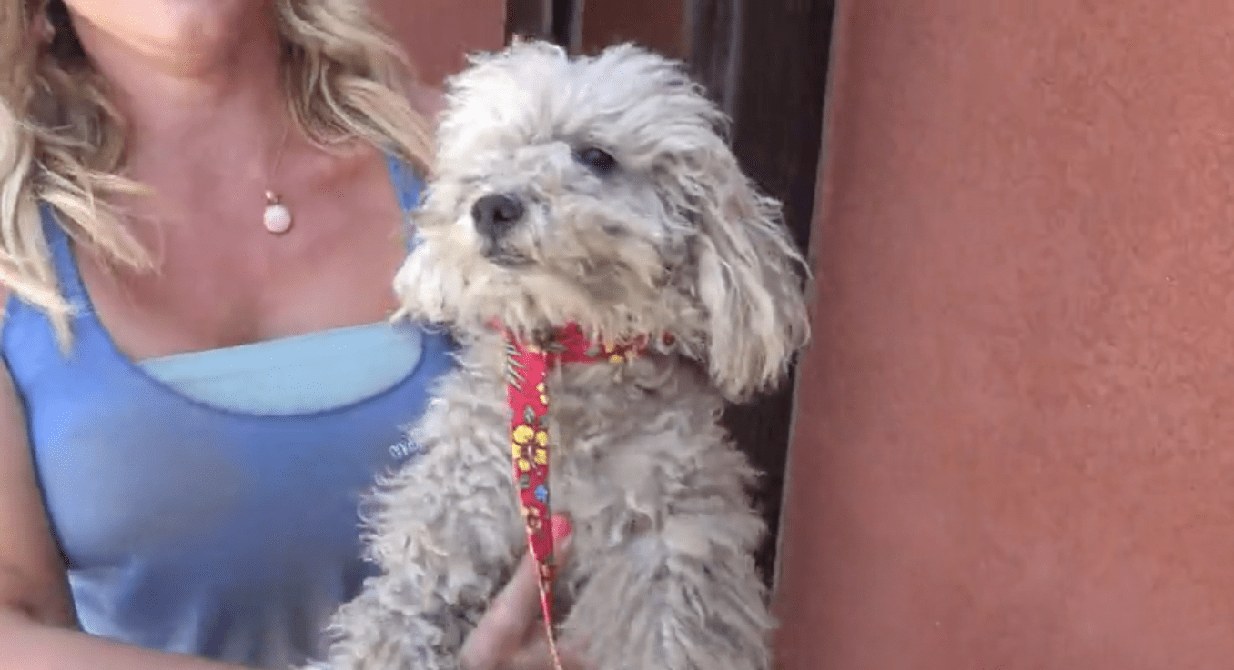 Image Credit: YouTube/Hope For Paws Image Credit: YouTube/Hope For Paws