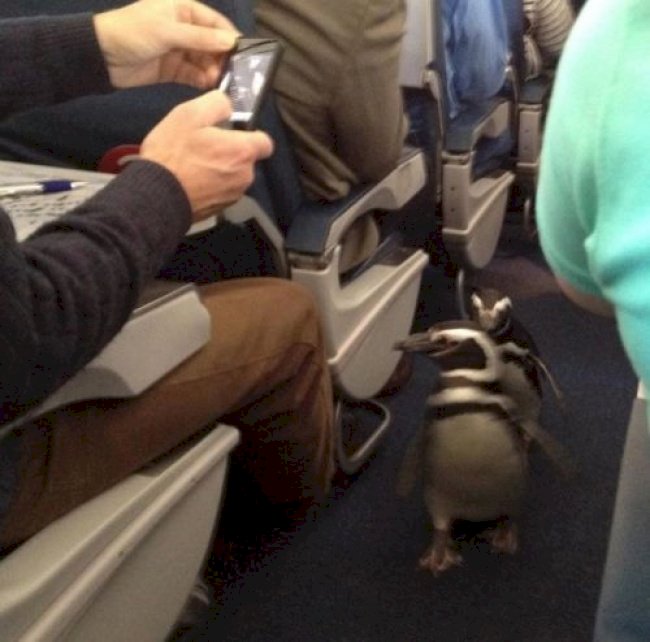Crédito de imagen: Imgur/Desconocido Crédito de imagen: Imgur/Desconocido