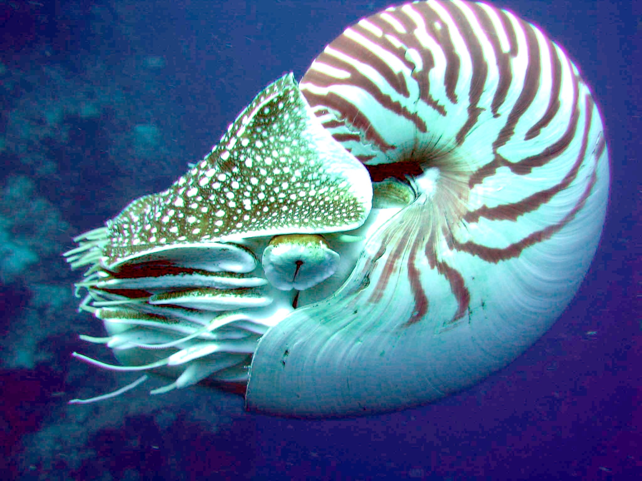 Image Source: Wikimedia Commons/Profberger (CC BY 2.5)