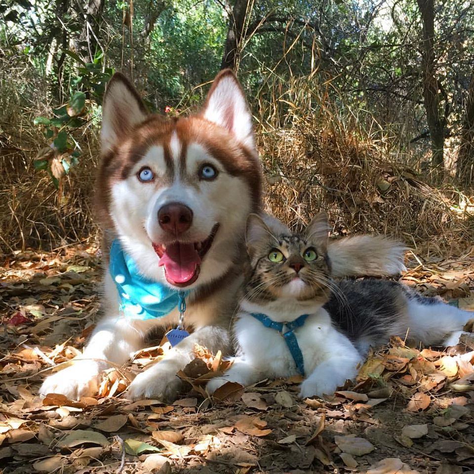 Image Credit: Facebook/Lilo The Husky Image Credit: Facebook/Lilo The Husky