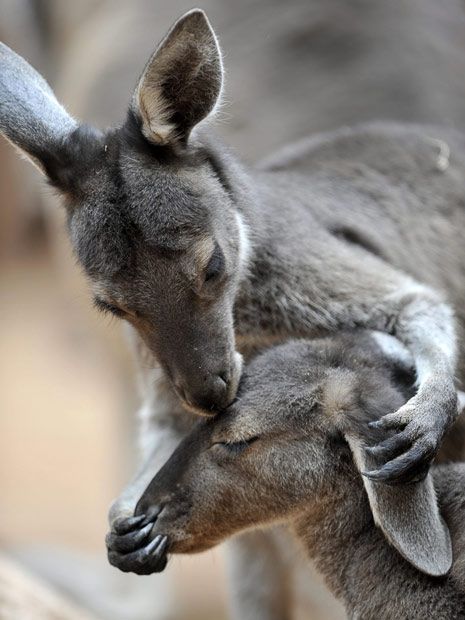 Image Credit: Pinterest