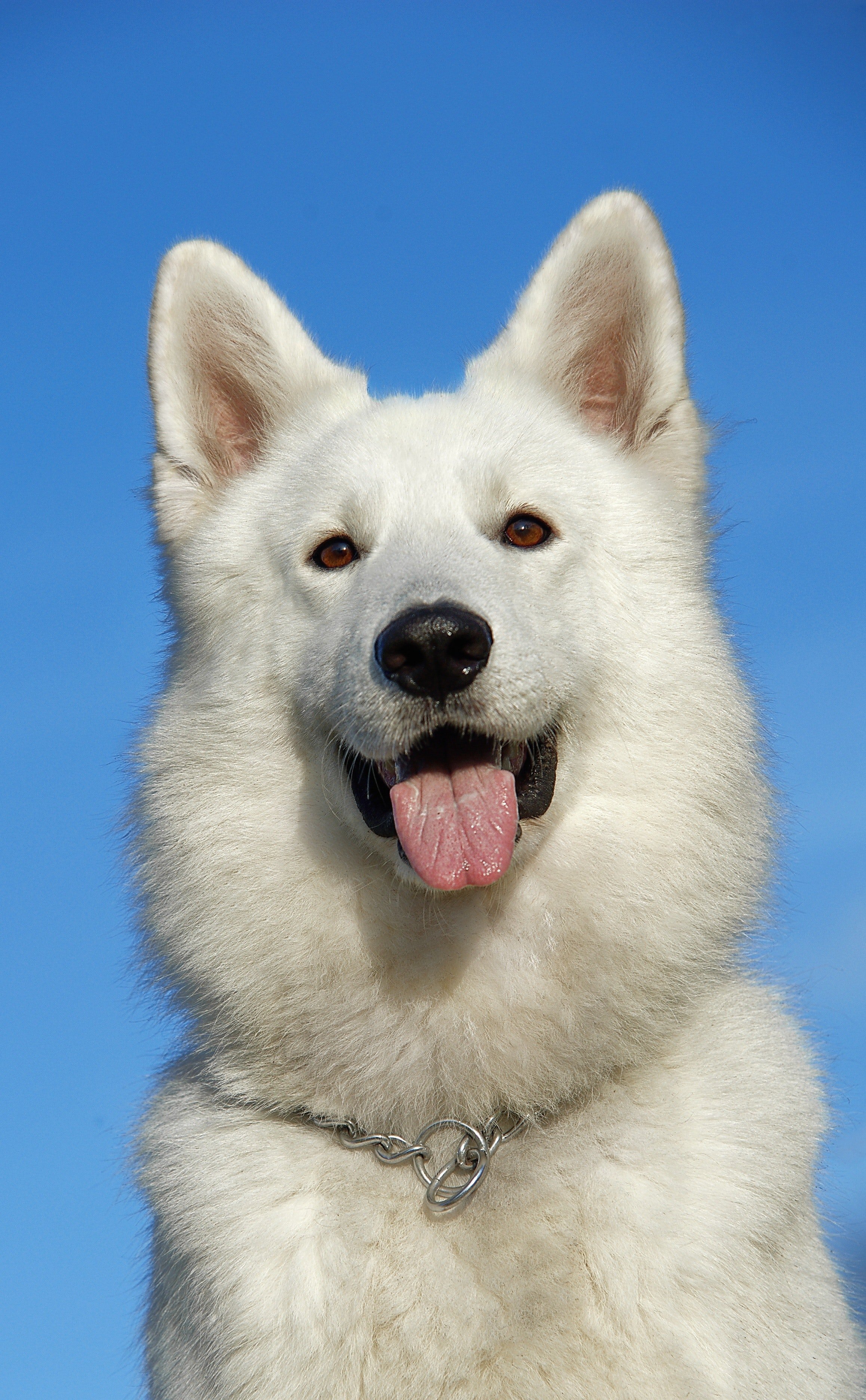 Weißer Hund schaut mit heraushängender Zunge in die Kamera | Quelle: Pexels